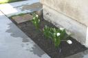 Calla Lillies