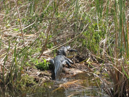 Crocodile munching on a fish