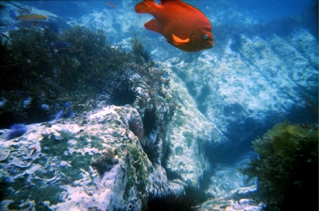 Garibaldi
