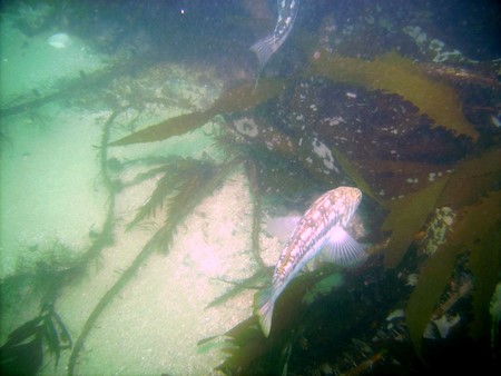 Kelp Bass