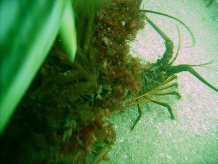 Lobster