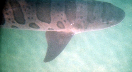 Leopard Shark