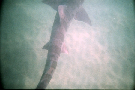 Leopard Shark