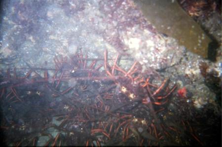 Group of lobsters